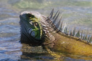 Iguana at Mona Island by Jerry Valentín