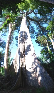 La Ceiba Tree